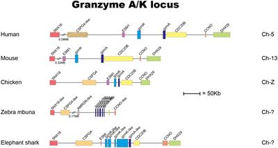 Extended cleavage specificities of human granzymes A and K, two closely related enzymes with conserved but still poorly defined functions in T and NK cell-mediated immunity